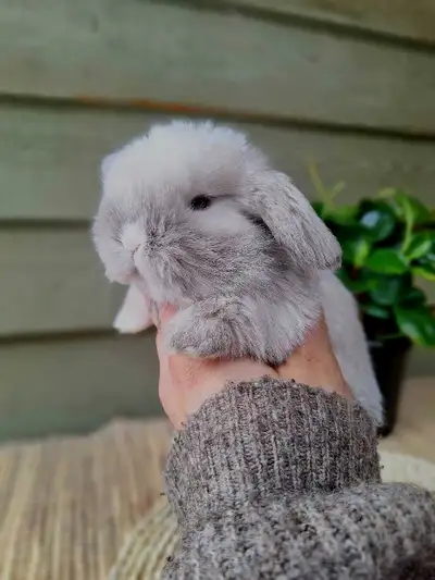 Holland Lop Rabbitry (nettle.blossom.burrows), View more