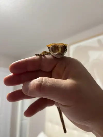 Crested Gecko w/ Full Setup – Exo Terra 18x18x18, View more