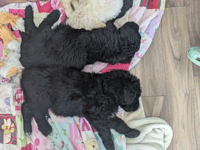 Goldendoodle 3 ime generation in Dogs & Puppies for Rehoming in Gatineau - Image 9