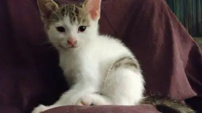 PRICE DROP! Turkish Van kittens$125. American Shorthaired  $50., View more