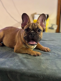 French bulldogs puppy’s available 