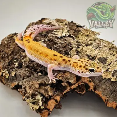 Mack Snow Raptor Leopard Gecko – $180 Available now at Valley Exotics Looking for something unique?...