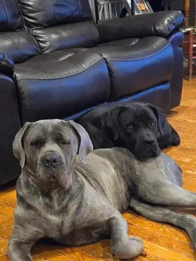 Rehome 2 Cane Corso Females, View more