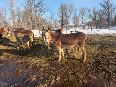 Mammoth Jenny , View more