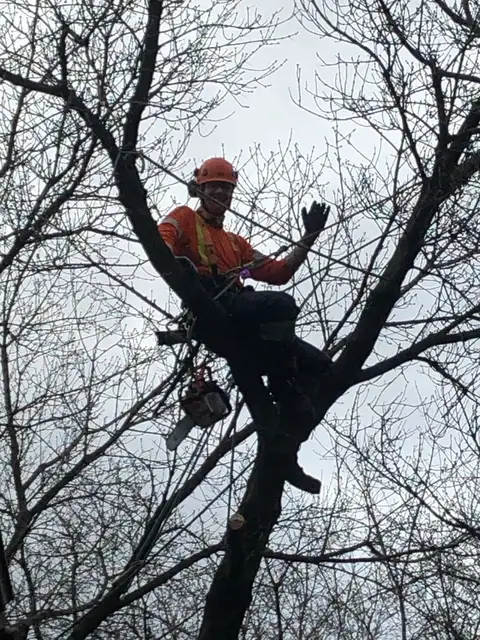 Climbing Bear Tree Care- ISA Cert Arborist- Tree Trim/Removals62863724816643121