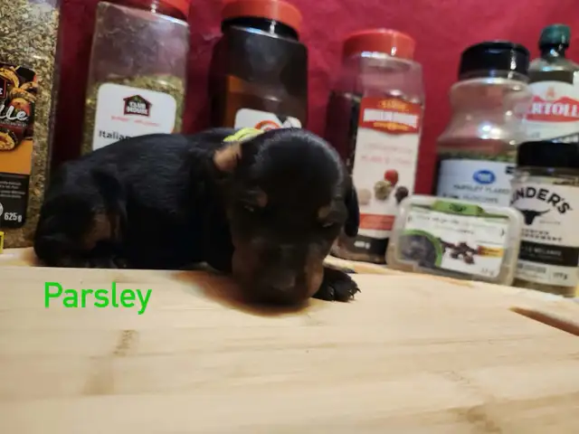 CKC Cropped Purebred European Doberman puppy in Dogs & Puppies for Rehoming in City of Toronto - Image 5