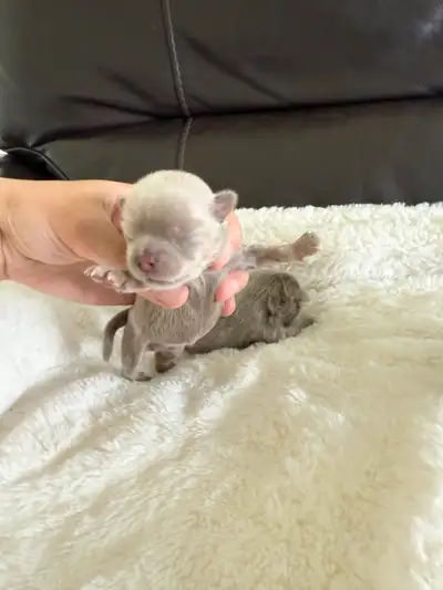 Show quality CKC reg. lavender longhair chihuahua puppies!, View more