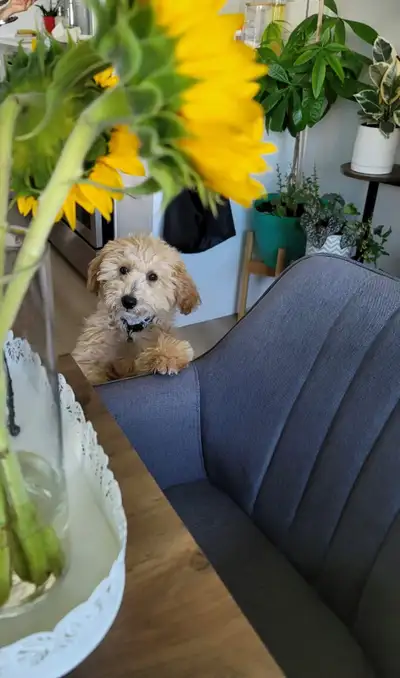 Adorable cuddly bichon poo, View more