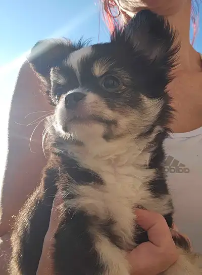 Long haired chihuahua puppy, View more