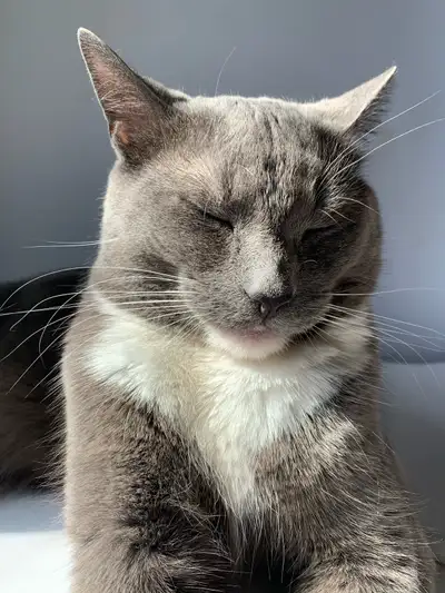 My name is Luna, I have a large personality to keep you endlessly entertained, my nickname is Jekyll...