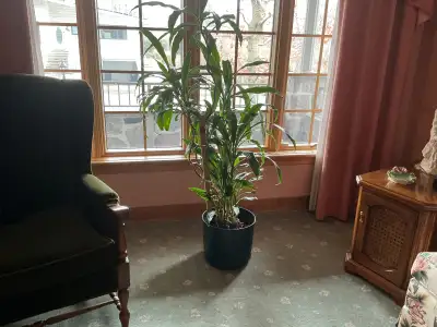 PLANTES DRACAENA - THERMOS & SACS - POT À FLEURS -SOULIERS CROCS, View more