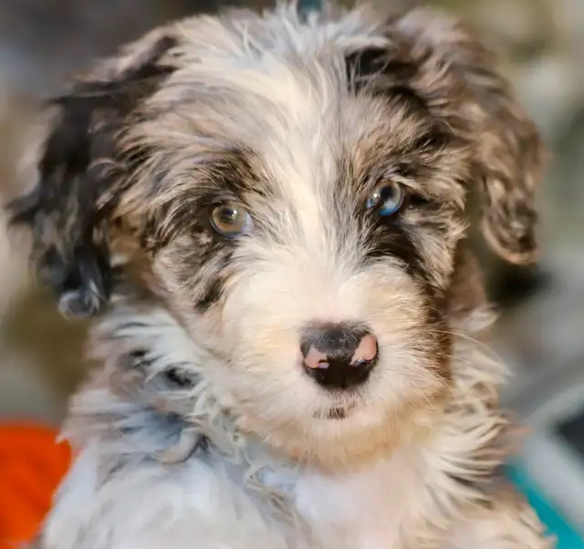 6  RARES DOODLES, BORDOODLES,  BORDOODLES   CHIOTS - PUPPIES in Dogs & Puppies for Rehoming in Laurentides - Image 3