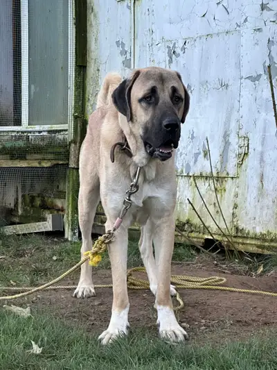 Turkish Kangal Dog puppies, View more