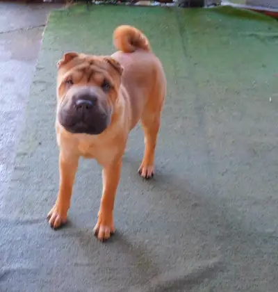 Beautiful Female Shar - Pei Puppy * Fully House trained *, View more