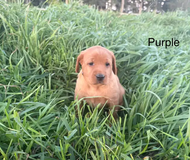 Purebred Labrador in Dogs & Puppies for Rehoming in Lethbridge - Image 3