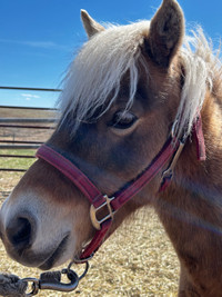7 year old pony mare