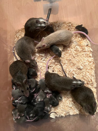 African Soft Fur Rats, (ASF’S) Live or Frozen Available! 