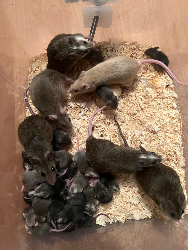 African Soft Fur Rats, (ASF’S) Live or Frozen Available!  in Reptiles & Amphibians for Rehoming in Edmonton