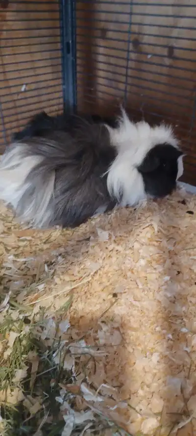 female guinea pigs, View more