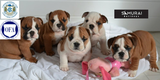 Original Bulldogs - Standardized -Samurai Bulldogs in Dogs & Puppies for Rehoming in Calgary - Image 4