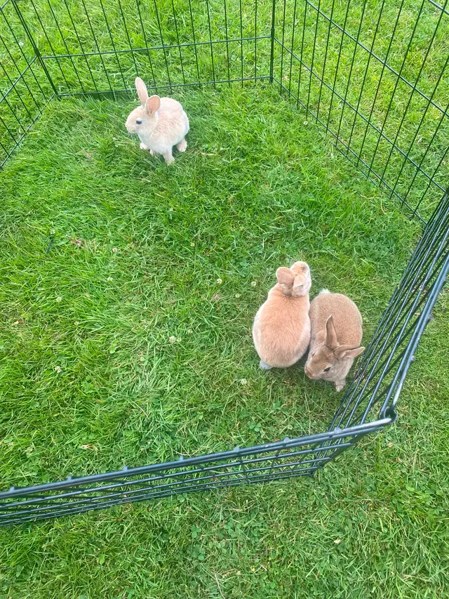Baby Rex/Californian Rabbits in Small Animals for Rehoming in Moncton - Image 3