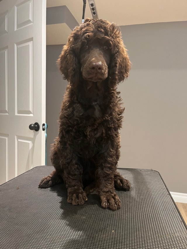 Housebroken Standard Poodle Puppies Purebred Price Negotiable Dogs & Puppies for Rehoming
