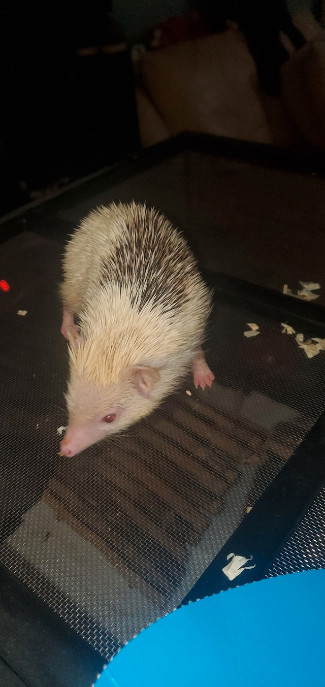 Hedgehog blackback -Female in Small Animals for Rehoming in City of Toronto - Image 3