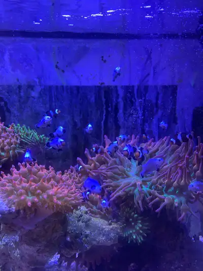  clownfish , View more