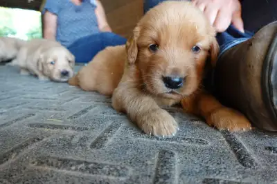 Golden Retriever Puppies, View more