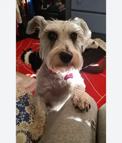 THIS IS NOT A FAKE AD ITS FUR REAL Hi! I am willing to devote my time and love to dog sit at my hous...