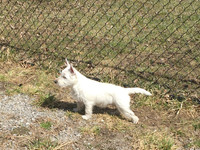 Purebred west highland terriers
