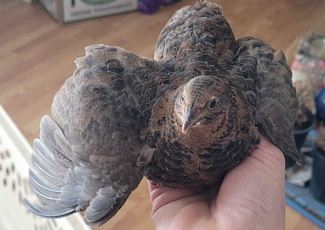 Sexed young quail in Birds for Rehoming in Moose Jaw - Image 2
