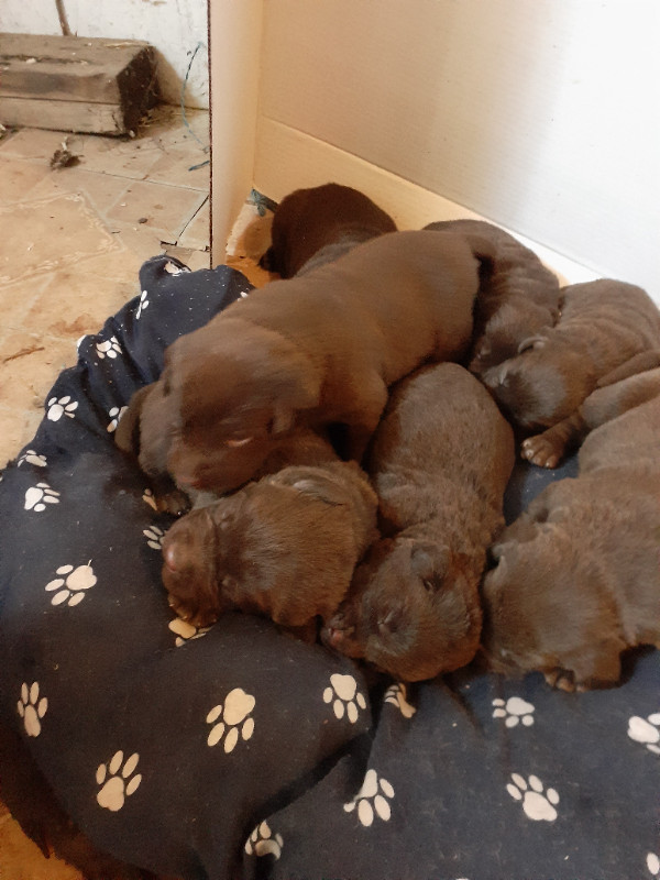 CKC REGISTERED CHOCOLATE LAB PUPPIES in Dogs & Puppies for Rehoming in Peterborough - Image 4