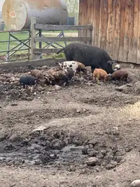 Weaner pigs 