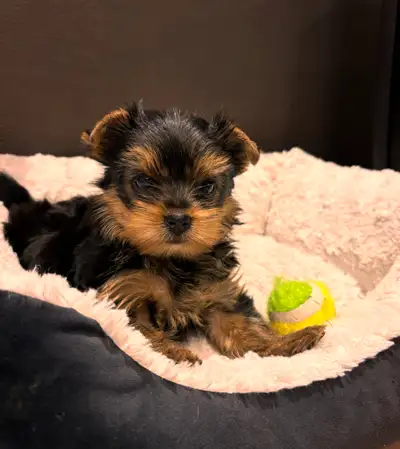 3 chiots Yorkshires disponibles pour réservation. Disponible pour adoption autour du 20 mars 2025. I...