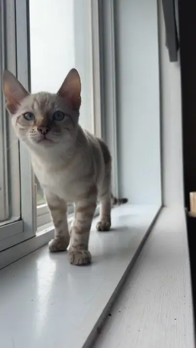 CHATON BENGAL A VENDRE, View more