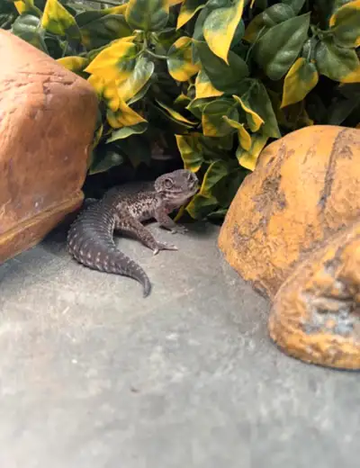 Female black night leopard gecko, approximately 3 years old. Currently eatting a variety of insects,...