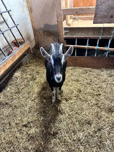 Goat For Sale Need gone ASAP, View more