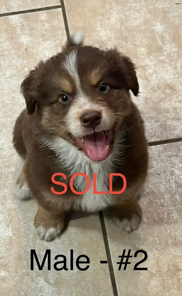 Adorable Husky / Bernese Puppies in Dogs & Puppies for Rehoming in Owen Sound - Image 9