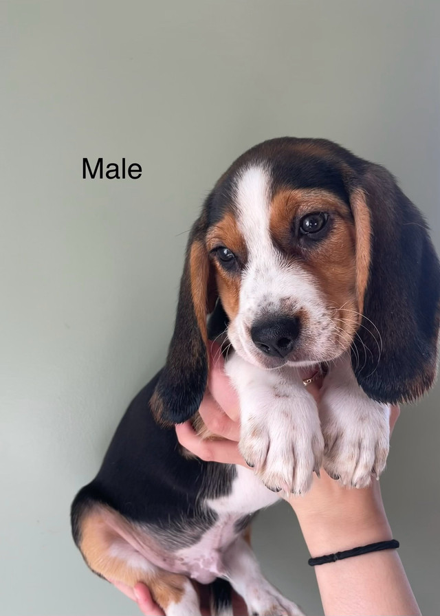 BEAGLE PUPPIES HUBLEY, - Ready to go in Dogs & Puppies for Rehoming in Dartmouth - Image 2