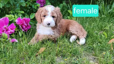 We have a litter of playful and cute golden doodle puppies in need of loving homes. They will be rea...