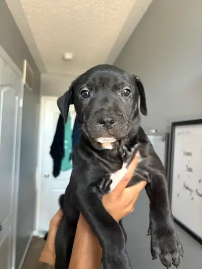 puppies for sale, View more