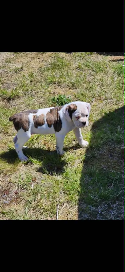 Gorgeous Boxer Puppies (AD updated DAILY), View more