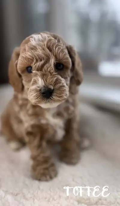 CKC Reg Purebred Miniature Poodle Puppies, View more