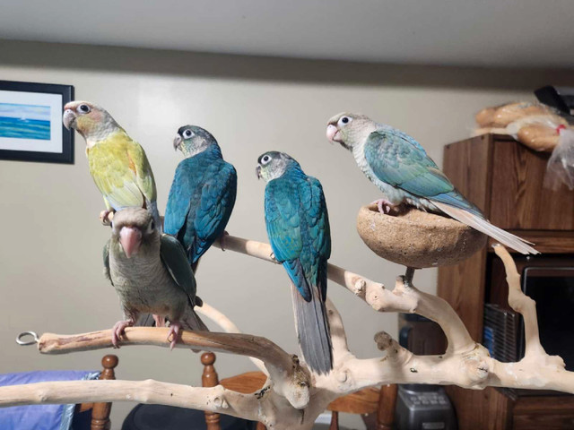 Hand-Tame Green Cheek Conure Babies in Birds for Rehoming in Saskatoon - Image 4