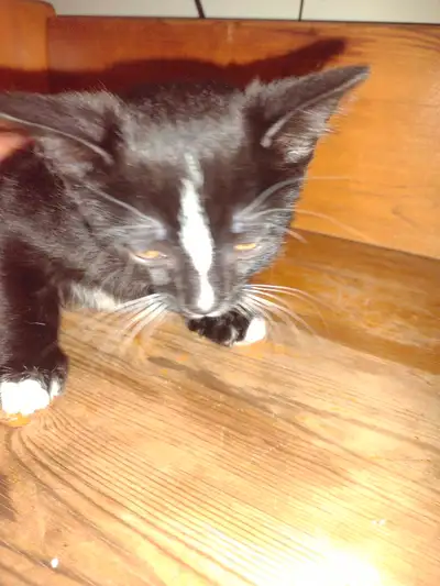 Female Kitten (14 weeks old), View more
