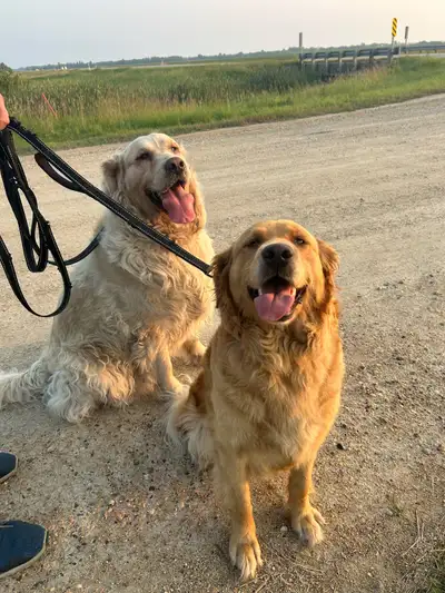 Golden Retrievers for Sale, View more