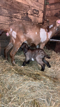 Chevre Adoptez Ou Relogez Des Animaux De Ferme Dans Quebec Petites Annonces De Kijiji