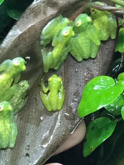 Do you have a retail pet store or vend at Expos. If so we offer animals and our Herp Hut branded dry...