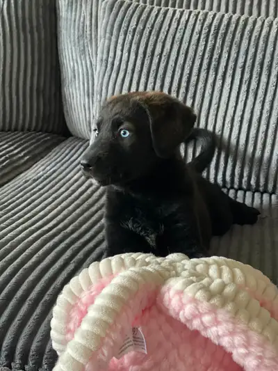 Blue Eyes - Labrador Retriever Mix (10 Weeks Old), View more